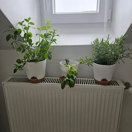Mit Ruhe Und Gemuetlichkeit * Wiesbaden